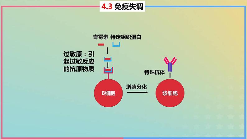 2023_2024学年同步备课精选高中生物4.3免疫失调课件新人教版选择性必修108