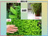 2023_2024学年同步备课精选高中生物5.1植物生长素第1课时课件新人教版选择性必修1