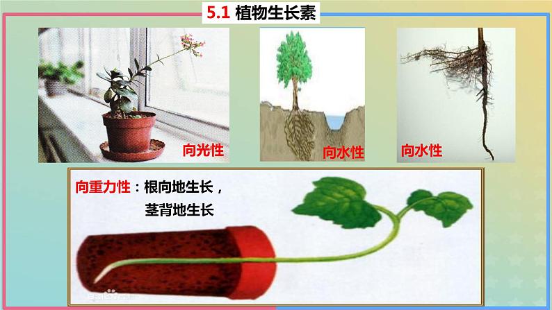 2023_2024学年同步备课精选高中生物5.1植物生长素第1课时课件新人教版选择性必修1第5页