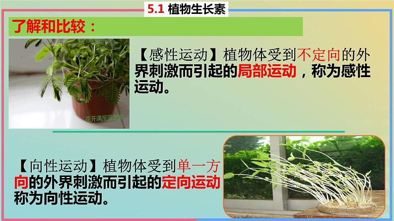 2023_2024学年同步备课精选高中生物5.1植物生长素第1课时课件新人教版选择性必修1第6页