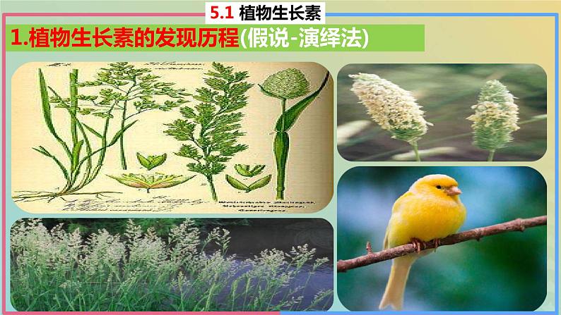 2023_2024学年同步备课精选高中生物5.1植物生长素第1课时课件新人教版选择性必修1第8页