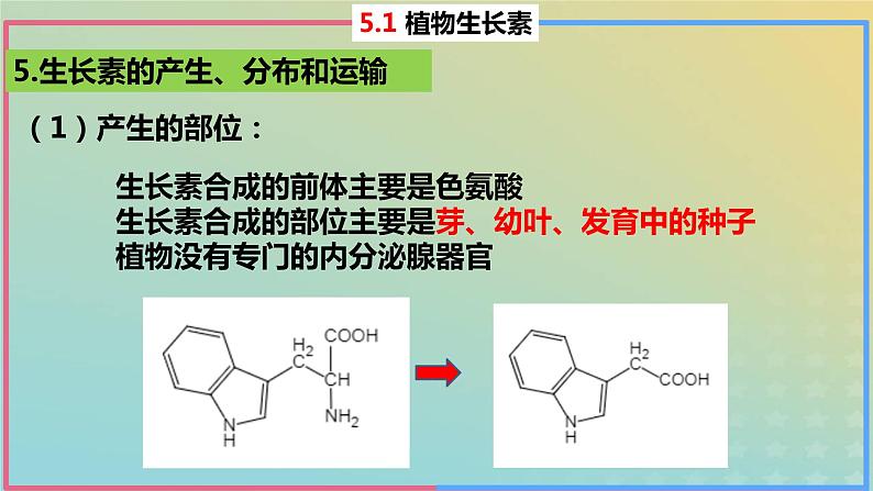 2023_2024学年同步备课精选高中生物5.1植物生长素第2课时课件新人教版选择性必修1第4页