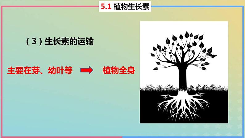 2023_2024学年同步备课精选高中生物5.1植物生长素第2课时课件新人教版选择性必修1第6页