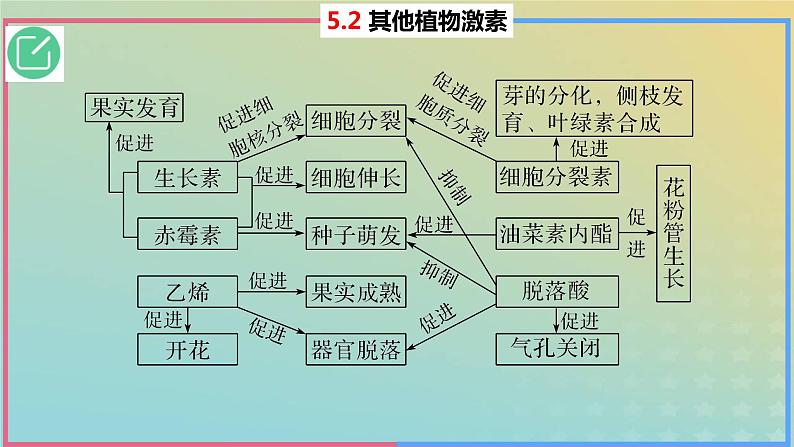 2023_2024学年同步备课精选高中生物5.2其他植物激素课件新人教版选择性必修103