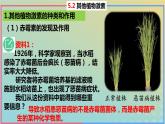 2023_2024学年同步备课精选高中生物5.2其他植物激素课件新人教版选择性必修1