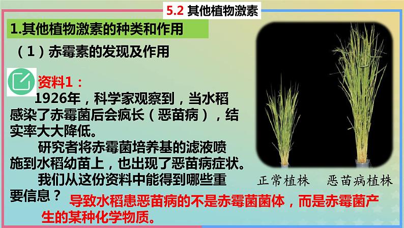 2023_2024学年同步备课精选高中生物5.2其他植物激素课件新人教版选择性必修105