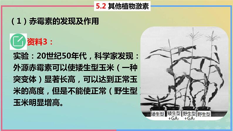 2023_2024学年同步备课精选高中生物5.2其他植物激素课件新人教版选择性必修107