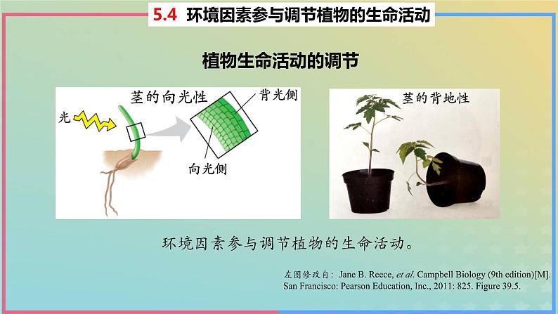 2023_2024学年同步备课精选高中生物5.4环境因素参与调节植物的生命活动课件新人教版选择性必修105