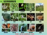 2023_2024学年同步备课精选高中生物3.5生态系统的稳定性课件新人教版选择性必修2