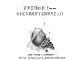 2.2《基因在染色体上》课件PPT