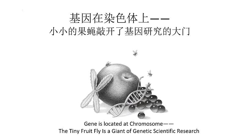 2.2《基因在染色体上》课件PPT01