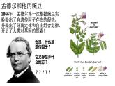 2.2《基因在染色体上》课件PPT