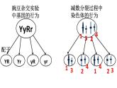 2.2《基因在染色体上》课件PPT