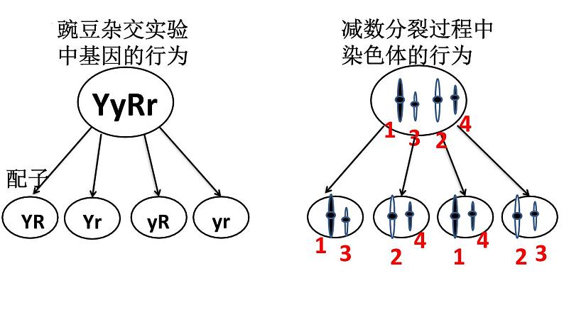 2.2《基因在染色体上》课件PPT03