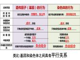 2.2《基因在染色体上》课件PPT
