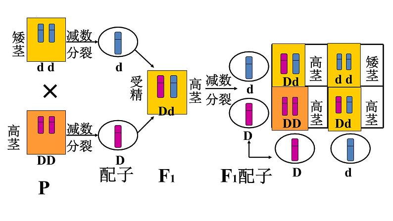 2.2《基因在染色体上》课件PPT06