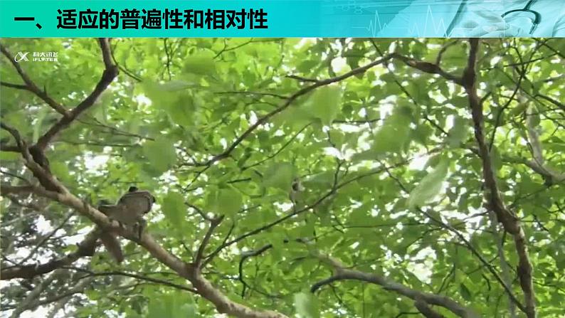 6.2《自然选择与适应的形成》。课件PPT第2页