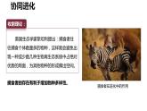 6.4《协同进化与生物多样性的形成》。课件PPT