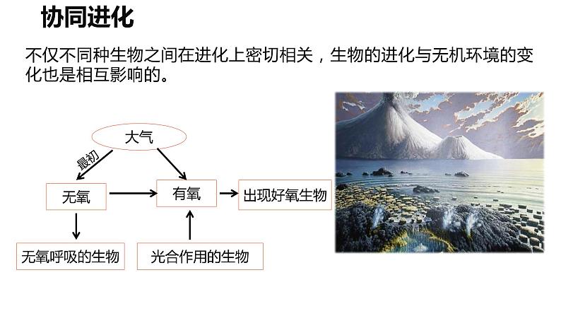 6.4《协同进化与生物多样性的形成》。课件PPT第6页