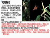 6.4《协同进化与生物多样性的形成》。。课件PPT