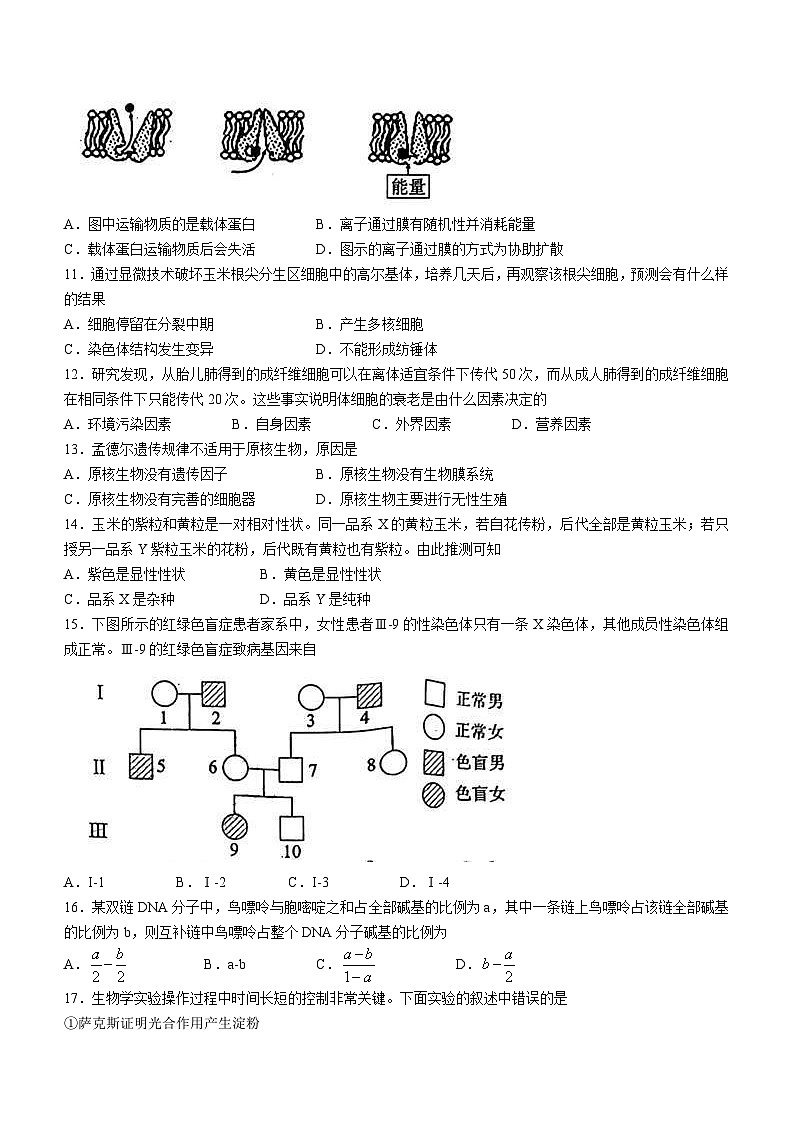 新高考生物模拟练习卷24（含答案）第2页