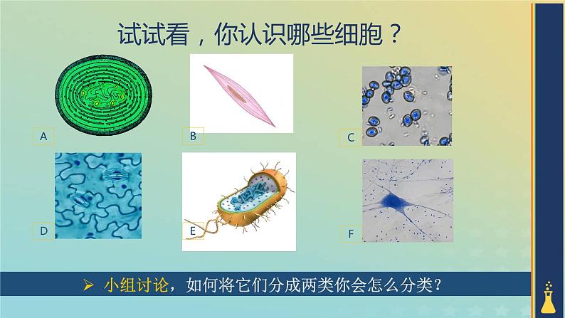 新教材2023年秋高中生物1.2.1细胞的多样性和统一性课件新人教版必修103