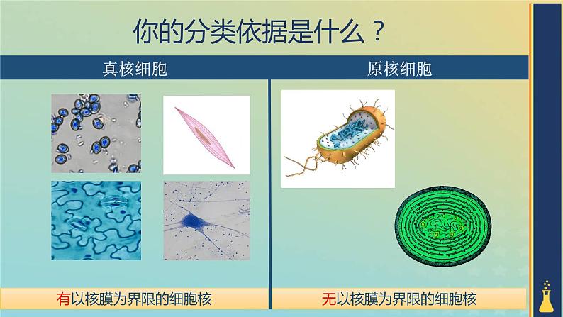 新教材2023年秋高中生物1.2.1细胞的多样性和统一性课件新人教版必修104