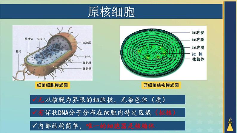 新教材2023年秋高中生物1.2.1细胞的多样性和统一性课件新人教版必修105