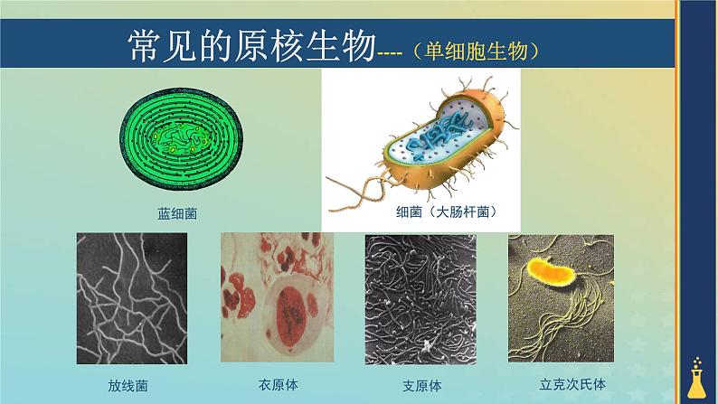 新教材2023年秋高中生物1.2.1细胞的多样性和统一性课件新人教版必修106