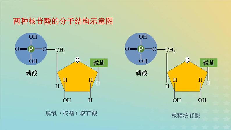 新教材2023年秋高中生物2.5核酸是遗传信息的携带者课件新人教版必修107