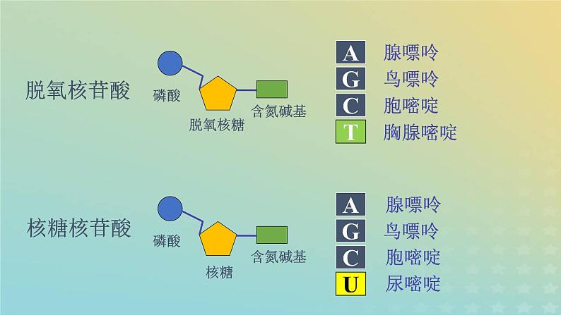 新教材2023年秋高中生物2.5核酸是遗传信息的携带者课件新人教版必修108