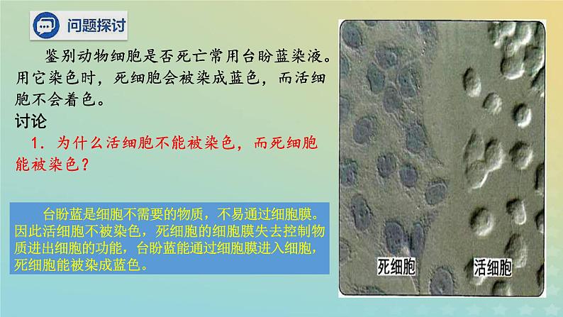 新教材2023年秋高中生物3.1细胞膜的结构和功能课件新人教版必修1第3页