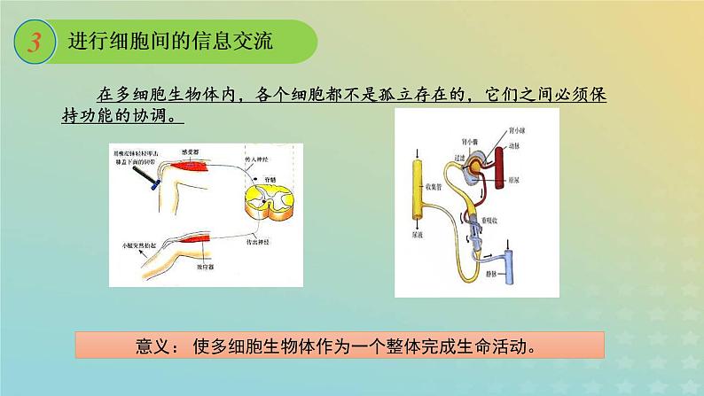 新教材2023年秋高中生物3.1细胞膜的结构和功能课件新人教版必修1第7页