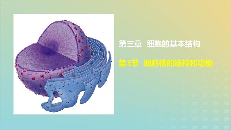 新教材2023年秋高中生物3.3细胞核的结构和功能课件新人教版必修101