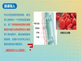 新教材2023年秋高中生物3.3细胞核的结构和功能课件新人教版必修1