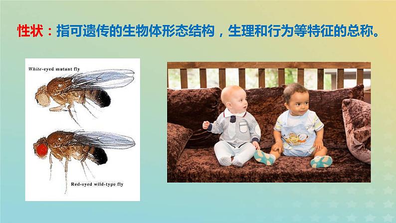 新教材2023年秋高中生物3.3细胞核的结构和功能课件新人教版必修104