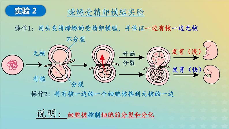 新教材2023年秋高中生物3.3细胞核的结构和功能课件新人教版必修106