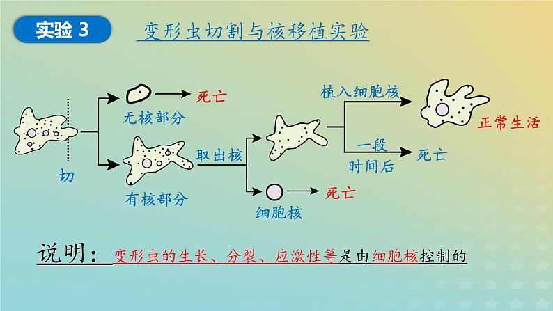 新教材2023年秋高中生物3.3细胞核的结构和功能课件新人教版必修107