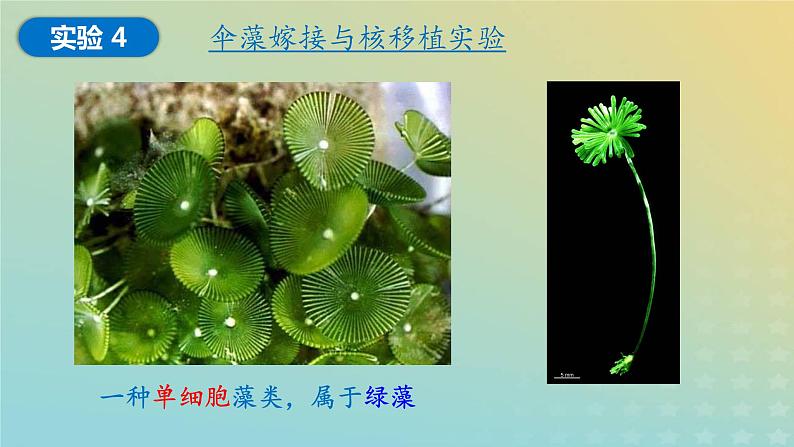 新教材2023年秋高中生物3.3细胞核的结构和功能课件新人教版必修108