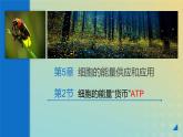 新教材2023年秋高中生物5.2细胞的能量货币ATP课件新人教版必修1