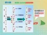 新教材2023年秋高中生物5.2细胞的能量货币ATP课件新人教版必修1