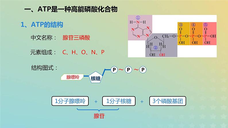 新教材2023年秋高中生物5.2细胞的能量货币ATP课件新人教版必修1第5页