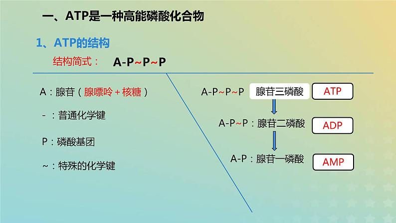 新教材2023年秋高中生物5.2细胞的能量货币ATP课件新人教版必修1第6页