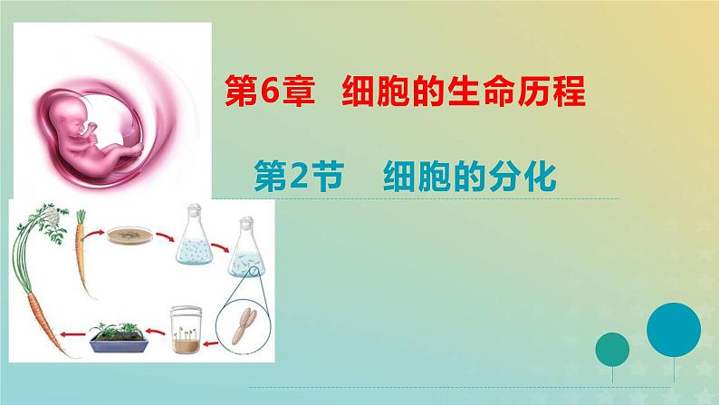 新教材2023年秋高中生物6.2细胞的分化课件新人教版必修101