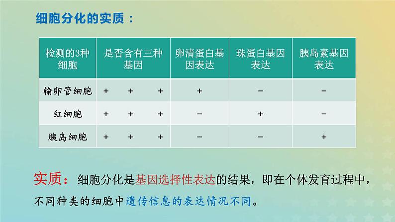 新教材2023年秋高中生物6.2细胞的分化课件新人教版必修105