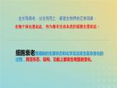 新教材2023年秋高中生物6.3细胞的衰老和死亡课件新人教版必修1