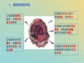 新教材2023年秋高中生物6.3细胞的衰老和死亡课件新人教版必修1