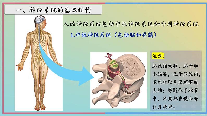 新教材2023年秋高中生物2.1神经调节的结构基础课件新人教版选择性必修1第6页