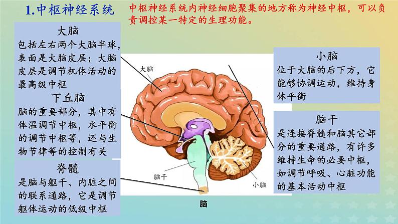 新教材2023年秋高中生物2.1神经调节的结构基础课件新人教版选择性必修1第7页