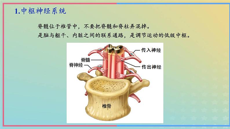 新教材2023年秋高中生物2.1神经调节的结构基础课件新人教版选择性必修1第8页